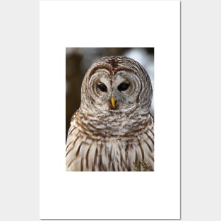 Barred Owl closeup Posters and Art